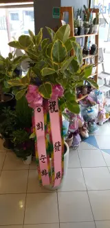 퇴계원 대성사우나 개업축하화분 since2004 남양주시꽃배...