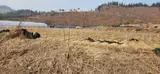 홍천 전망 좋은 정남향의 토지 6,045㎡(1,828평) 2억 5천, 사과...