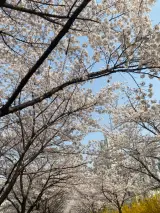 하지만꽃