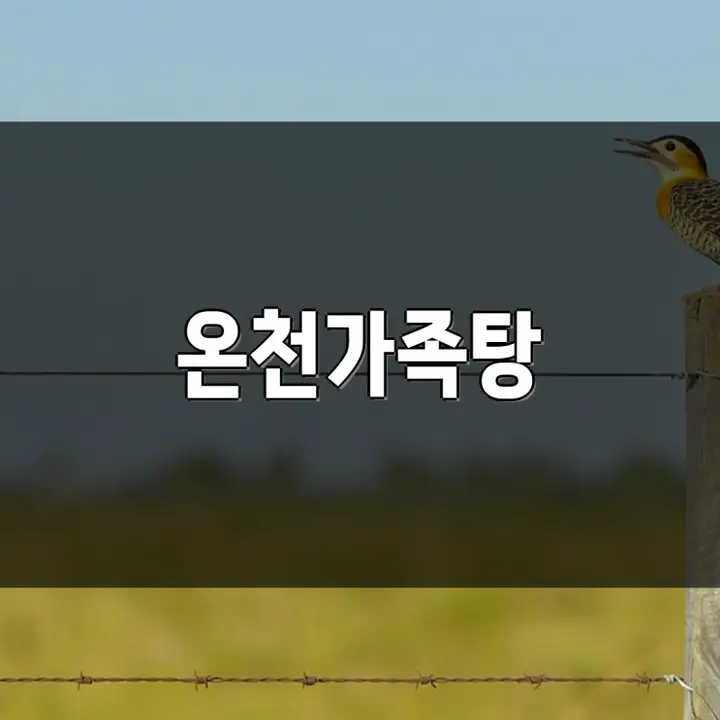 할인 패키지 완전 정복  충주 구례군 화순 충주시 온천 스파 추천