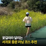 남쪽 바다를 끼고 달리는 '중문 벚꽃런' 러닝 코스와 5천원사우나
