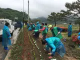 김천시지례면 새마을협의회`생활개선회, 봄맞이 꽃길 조성