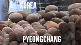 강원도 평창 찜질방 휘닉스파크 근처 숙소 휘닉스찜질방 힐링센터