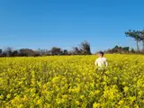 그랜드 조선 제주 그랑조이스냅 후기, 유채꽃 개화시기 유채꽃...